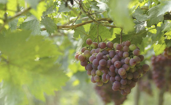 夏娃的诱惑 京郊葡萄采摘线路推荐(图)