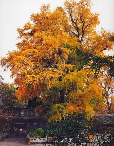 潭柘寺重阳赏红叶