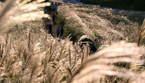 日本箱根 观赏芒草正当时(图)