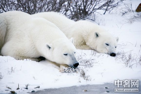加拿大网络视频直播北极熊日常生活