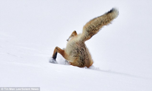 狐狸钻入雪地后，只有后腿与尾巴露在雪面上。