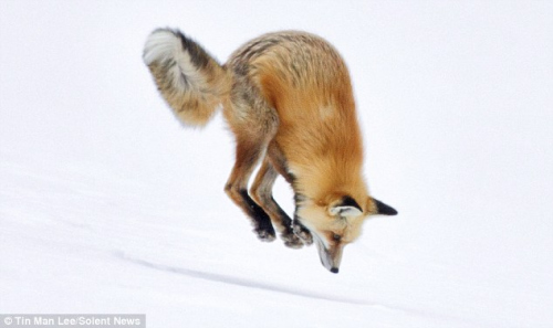 狐狸腾空而起，直冲而下钻入雪地觅食。