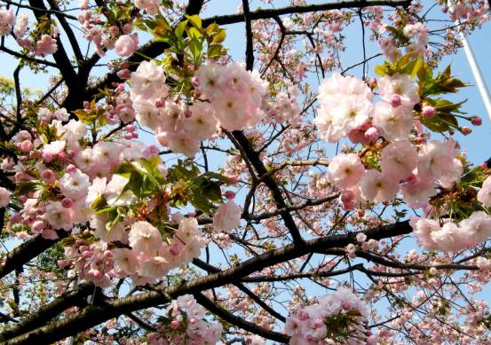 春花节亮相京城免费向市民开放组图