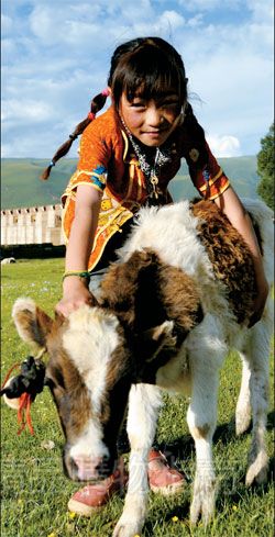 藏族小姑娘和她的好朋友——一头小牛犊子。