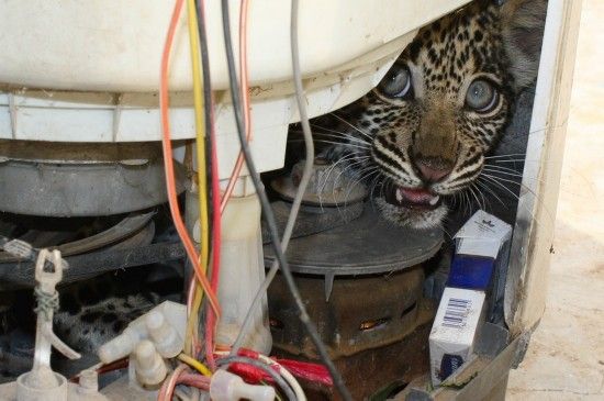 商贩家中一只待售的非洲豹藏在加热水槽后面。