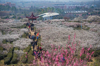 2016溧水梅花节开幕 打造"溧美乡村"推进全域旅游