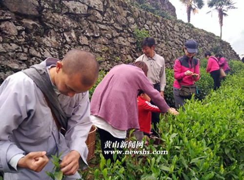 茶香文化入深山 黄山歙县"蜈蚣岭精神" 成靓丽风景