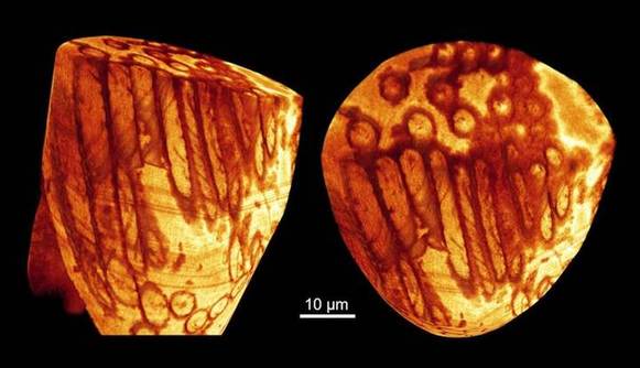 全球最古老精子现身澳洲化石中距今约1700年