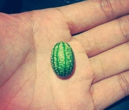 世界上最小西瓜仅有拇指大小 有延年益寿功效