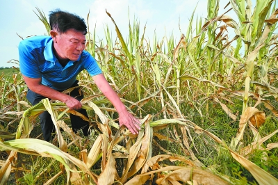 辽宁吉林遇63年最严重干旱 厄尔尼诺是元凶|干