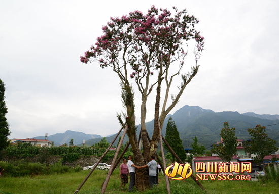 四川：921岁古紫薇树开花 曾被盗卖至88万元