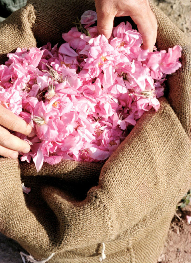 格拉斯之美,香奈儿5号香水的灵魂所在|香奈儿香