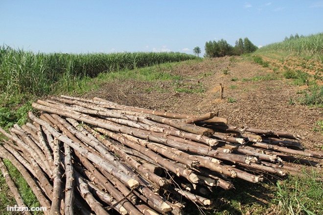 在上林县的清桉行动中，村民种植在耕地里的桉树被砍下。因为未成林，细细的桉树干卖不上好价钱。