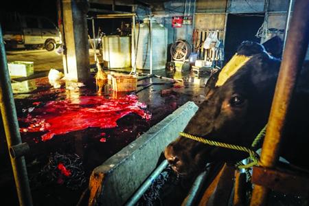 上海现非法屠宰点 爆料人：有人收购病死牛私自宰杀
