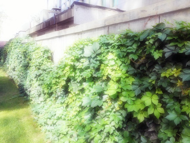 6寸大屏指纹识别全金属华为Mate7评测