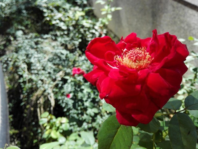 6寸大屏指纹识别全金属华为Mate7评测