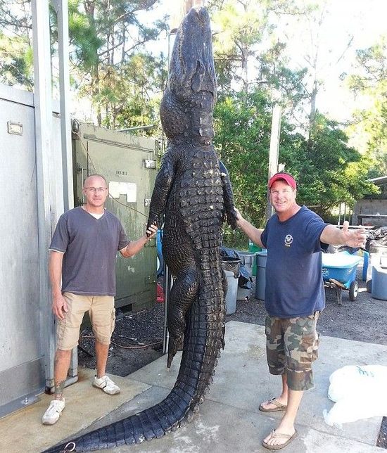 美国2名猎人徒手捕获4米长692斤重鳄鱼(图)