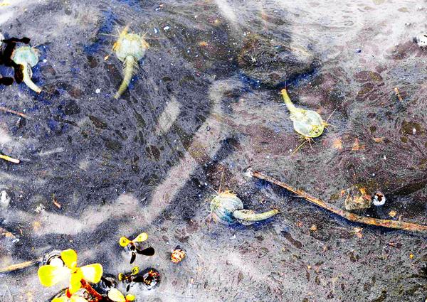 汶川大地震震出了三眼怪兽?彭州水田现神秘来