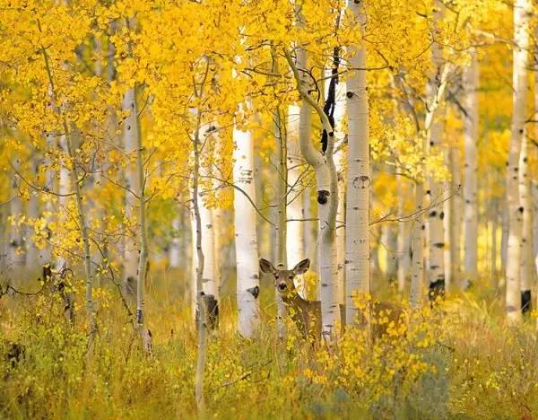 错过再多 也别再错过多彩的内蒙古|蓝莓酱|莫尔