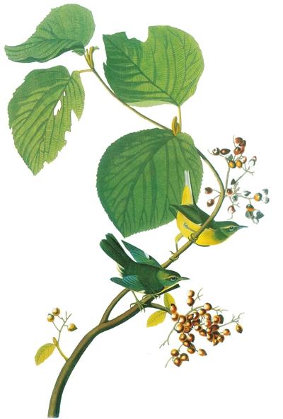 万物静默如谜:并不遥远的博物学|博物|博物学家