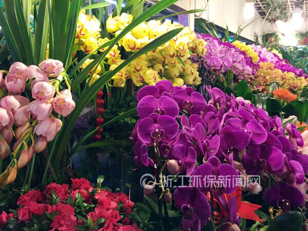 春节杭州花卉市场升温 净化空气植物受青睐|花