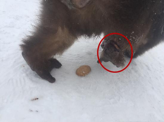 俺老孙回来了!峨眉山向路人求救猴王康复再称王