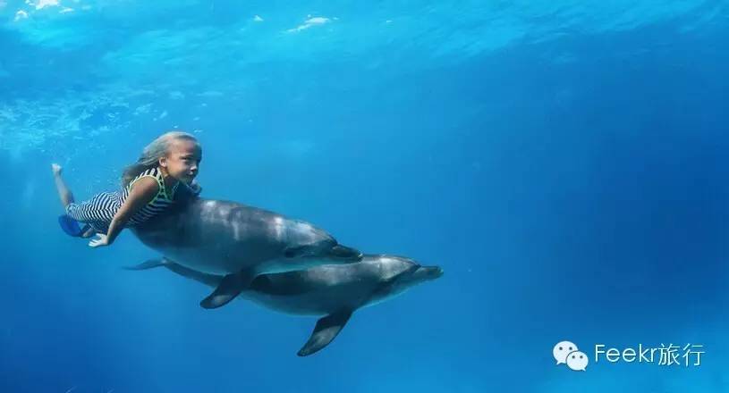 海:浮潜已经不算什么了,这里还可以与海豚共泳