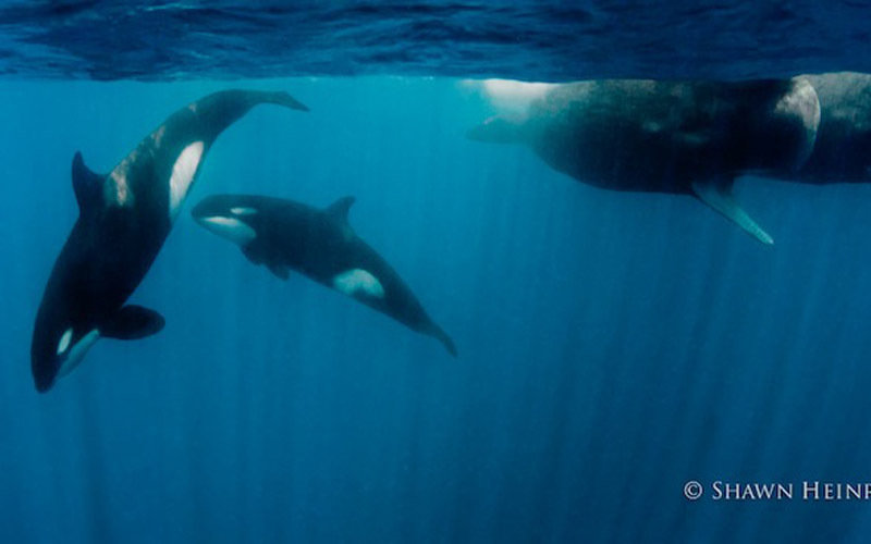 杀人鲸大战虎鲨