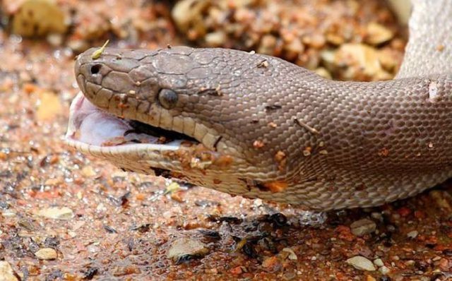 罕见水中霸王对决:蟒蛇大战食人鳄 - 4G视界