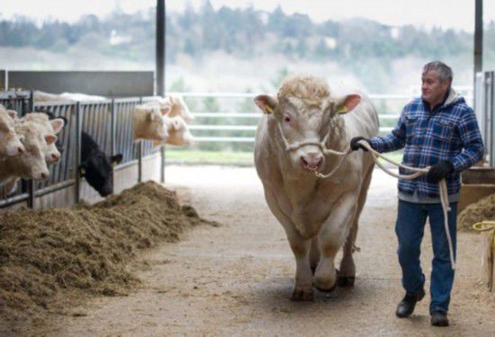 下个月,盖斯的第一批牛犊将要出世,届时农场将会仔细评牛犊们的身体