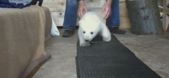 壁纸 动物 狗 狗狗 333_155 gif 动态图 动图