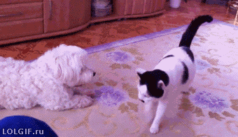 GIF动图150306:陛下这是今天萌猫动图 猫至贱则无敌呀
