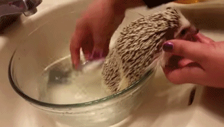 gif动图150325:我好歹是只刺猬诶 你这样我很没面子哦