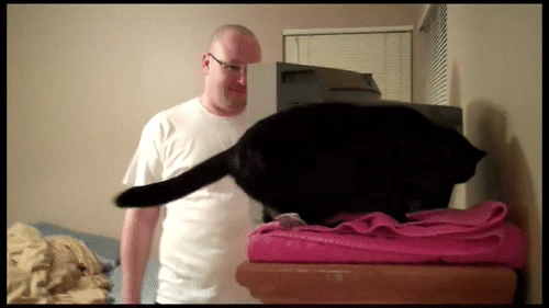 [gif动图]陛下这是今日的萌猫 地球实在太恐怖|19m