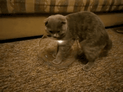 [gif动图]这几张猫和金鱼缸的动图证明:猫是液体