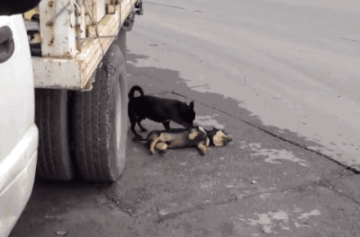 虐心动图150608:一条小狗狗试图唤醒因车祸而死去的朋友