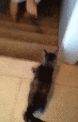 gif动图150610:下个楼下成这样,你嗦你们丢狗不丢狗?