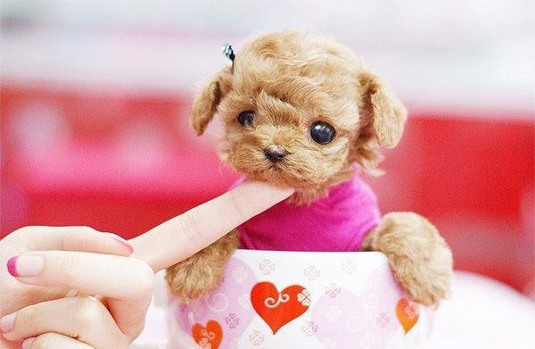 萌死人不偿命的茶杯犬 你想养吗?