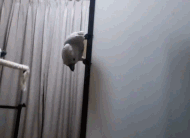 岛国网友じらふん家的鹦鹉.