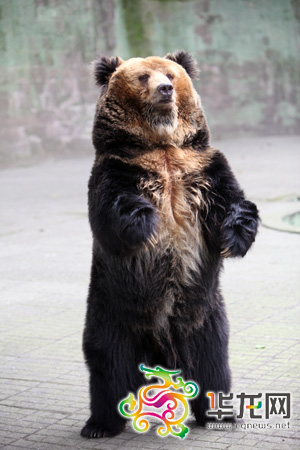 西藏棕熊在饲养员的指挥下，跳起了舞蹈 记者 李文科 摄