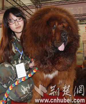千万名獒亮相江城武汉首届藏獒博览会今日开幕