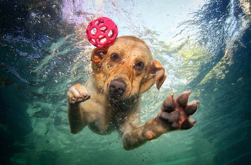 宠物犬入水衔球秀真实版狗刨 呲牙咧嘴妙趣横