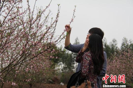 图:中国最大归侨聚居地桃花盛开