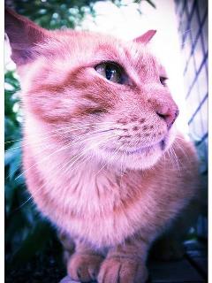 纪念学校明星猫小橘 台湾政大学生拟办追思