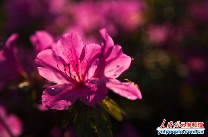 杜鹃花正盛情绽放。摄影:李发兴