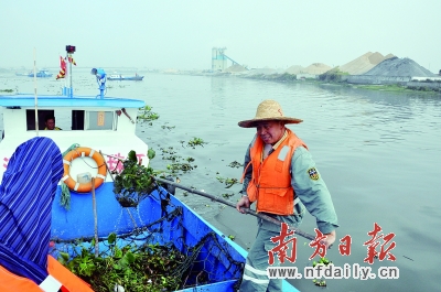 水浮莲危害大、难治理，广州城管部门呼吁建立联动机制协同治理。