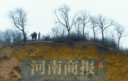 这片林子，如今还有200多棵黄连木