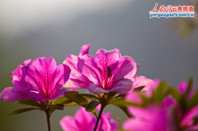 杜鹃花正盛情绽放。摄影:李发兴