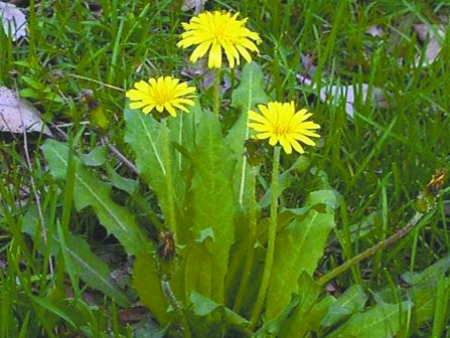蒲公英苗等野菜