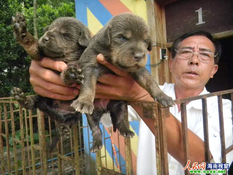琼海出现罕见"银獒 饲主解释或是返祖现象